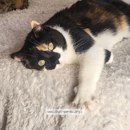 Photo de chat perdu à Ales