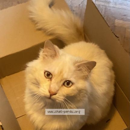 Photo 1/1 Chat retrouvé Perdu à Paris