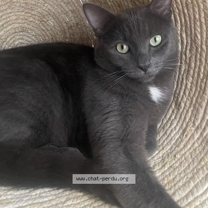 Photo 1/1 Cesar Chat perdu à Tourcoing