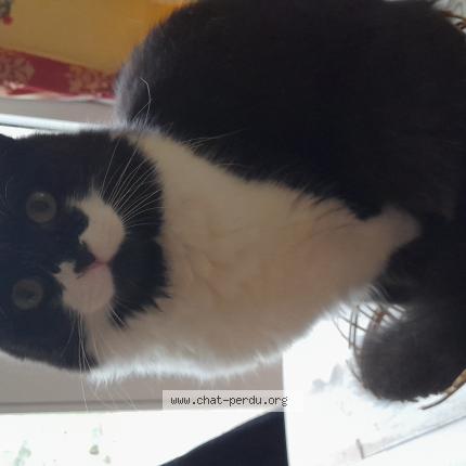 Photo de chat perdu à Tours