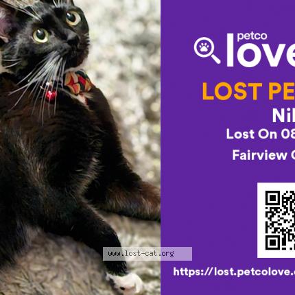 Photo 1/1 Nikki Chat perdu à Fairview oregon