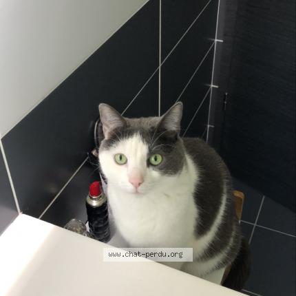Photo 1/1 Chat retrouvé Perdu à La Houssiere