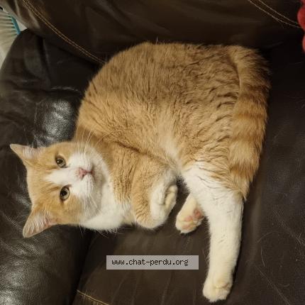 Photo 1/1 Chat retrouvé Perdu à Maisdon Sur Sevre