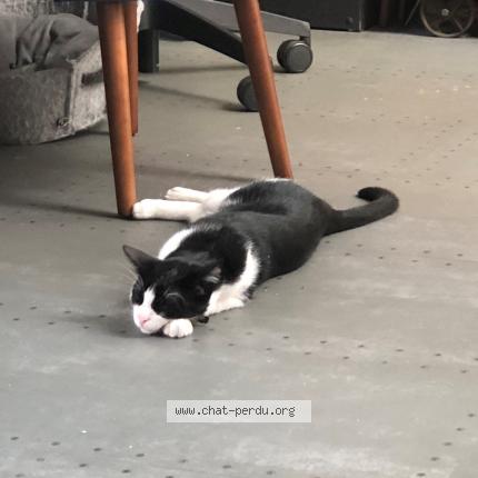 Photo 1/1 Chat retrouvé Perdu à Courbevoie