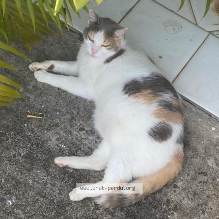 Photo de chat perdu à Plan D Aups Sainte Baume