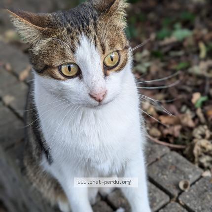 Photo 1/1 Root Chat perdu à Verrieres en anjou