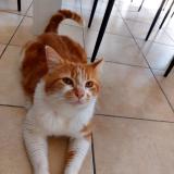 Photo de chat perdu à St Andre De Cubzac