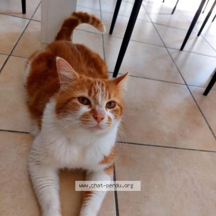 Photo 1/1 Chat retrouvé Perdu à St andre de cubzac