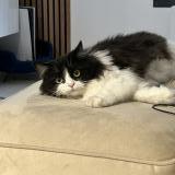 Photo de chat perdu à Houilles