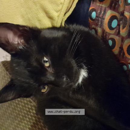 Photo de chat perdu à La Meignanne