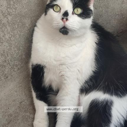 Photo 1/1 Chat retrouvé Perdu à Chatou