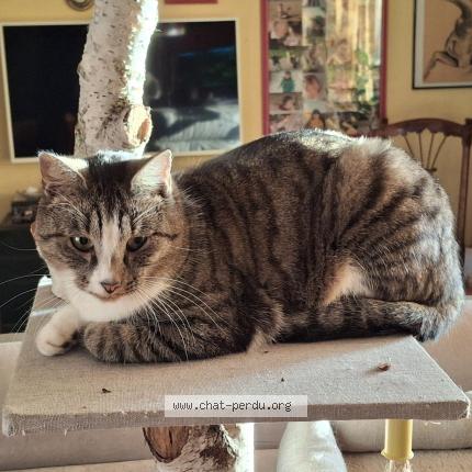 Photo de chat perdu à Malause