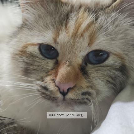 Photo de chat perdu à Le Luc