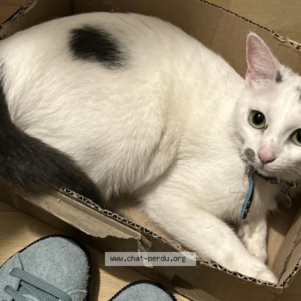 Photo 1/1 Chat retrouvé Perdu à France