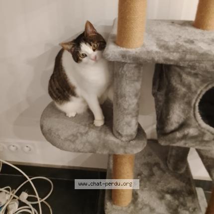 Photo 1/1 Chat retrouvé Perdu à St Just St Rambert
