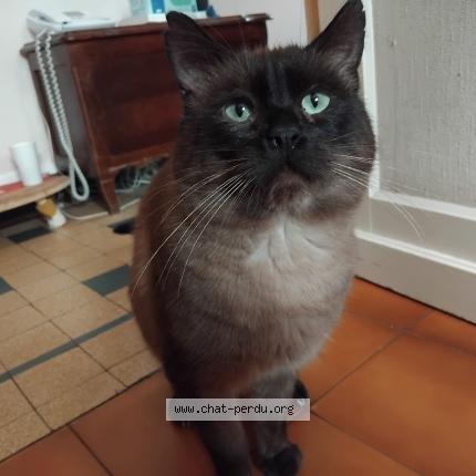 Photo de chat perdu à Chateauneuf Sur Loire Atlantique