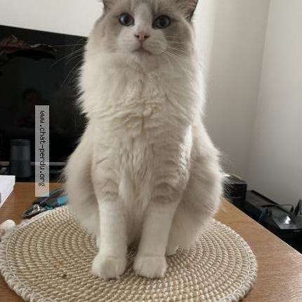 Photo de chat perdu à Pontoise