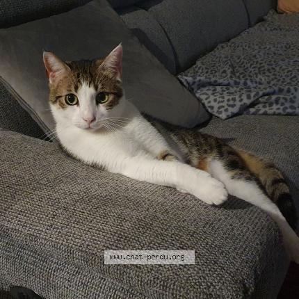 Photo de chat perdu à Saint Hilaire De Riez