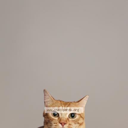 Photo de chat perdu à Le Grand Quevilly