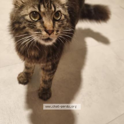 Photo de chat perdu à Dijon