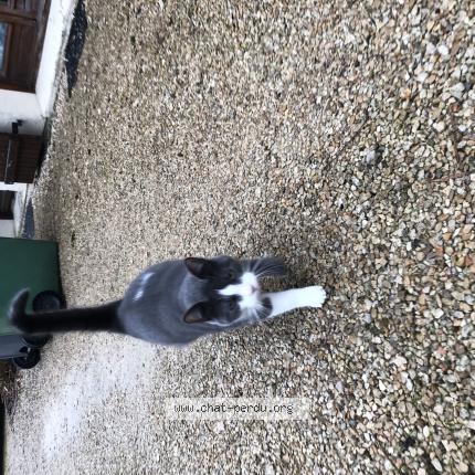 Photo 1/1 Chat retrouvé Trouvé à Olivet