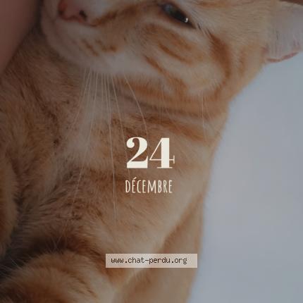 Photo de chat perdu à Uvernet Fours