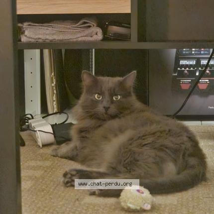 Photo de chat perdu à Douarnenez