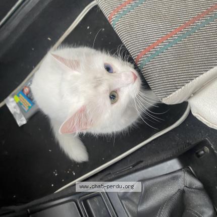 Photo de chat trouvé à Decines