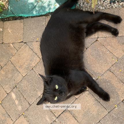 Photo de chat perdu à Abondant