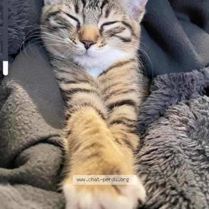 Photo de chat perdu à Villeurbanne