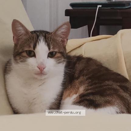 Photo de chat perdu à Schaffhouse Sur Zorn