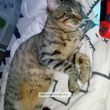 Photo de chat perdu à Penmarc H
