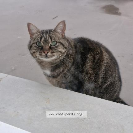 Photo de chat trouvé à Montbartier