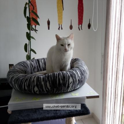 Photo 1/1 Chat retrouvé Perdu à Argences