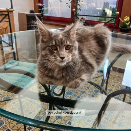 Photo de chat perdu à Auchel
