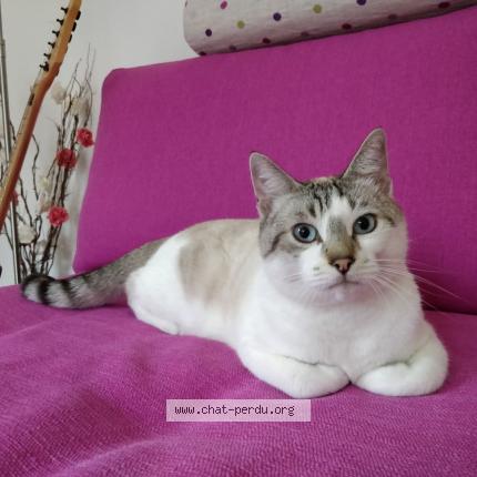 Photo 1/1 Chat retrouvé Perdu à Rennes
