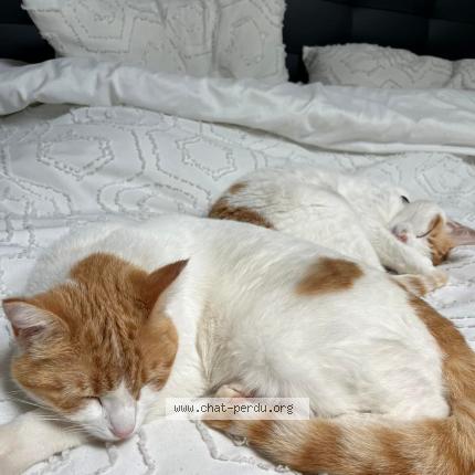 Photo de chat perdu à Coursan