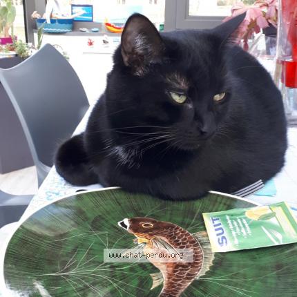 Photo de chat perdu à Abondant