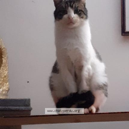 Photo 1/1 Chat retrouvé Perdu à Epinay sur seine