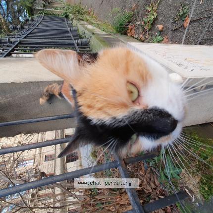Photo de chat trouvé à Strasbourg