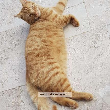 Photo 1/1 Léo Chat perdu à Certines