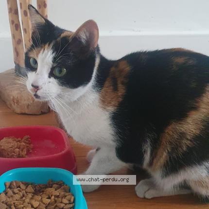 Photo de chat perdu à Rueil Malmaison
