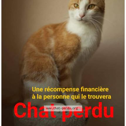 Photo de chat perdu à Larre