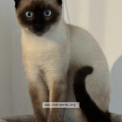 Photo de chat perdu à Lapugnoy