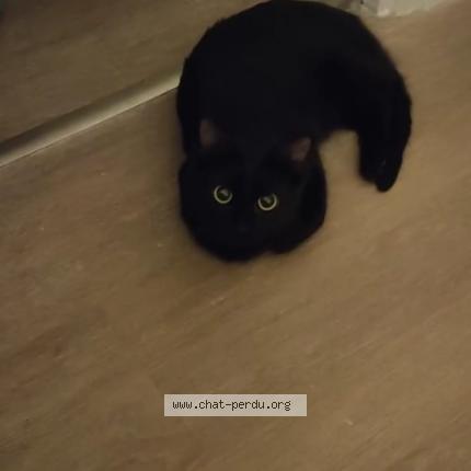 Photo 1/1 Chat retrouvé Perdu à Lons Le Saunier