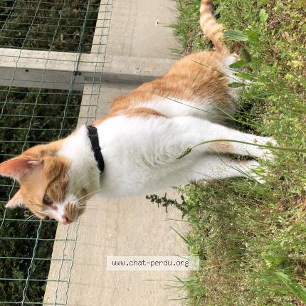 Photo de chat perdu à Eysines