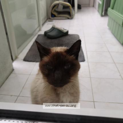 Photo 1/1 Chat retrouvé Trouvé à Saint Brevin Les Pins