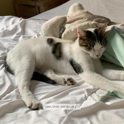 Photo de chat perdu à Montauban