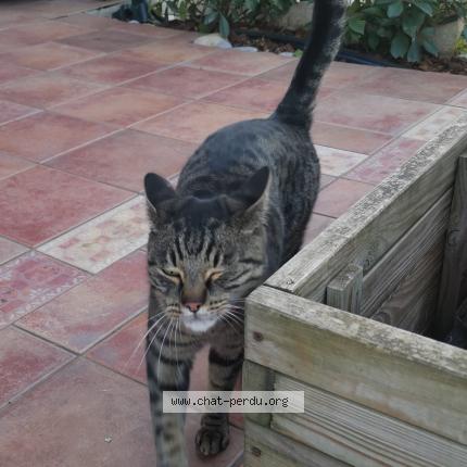 Photo de chat trouvé à Cagnes Sur Mer