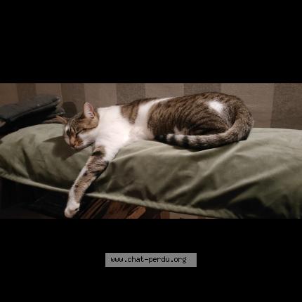 Photo de chat perdu à Lyon